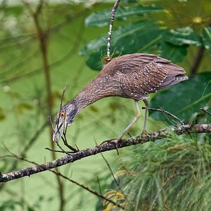 Yellow-Crowned Night Heron - Brewer Park - 03292026 - 02 - rDN.jpg