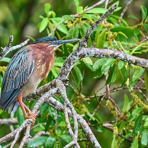 Green Heron - Brewer Park - 03292026 - 01 - rDN.jpg