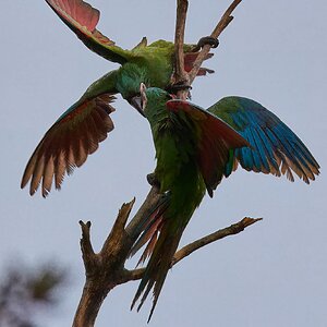 Chestnut-fronted Macaw - Brewer Park - 03302026 - 05 - rDN.jpg