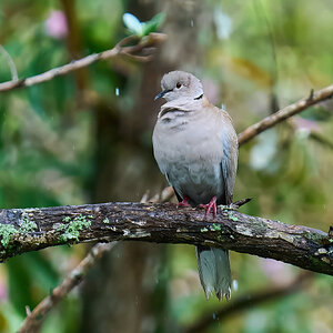 Eurasian Collared-Dove - Brewer Park - 03292026 - 01 - rDN.jpg