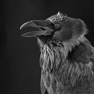 Raven_DSC5905.jpg