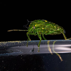 Juniper Stink Bug - Claymont - 04162026 - 02.jpg