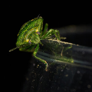 Juniper Stink Bug - Claymont - 04162026 - 03.jpg