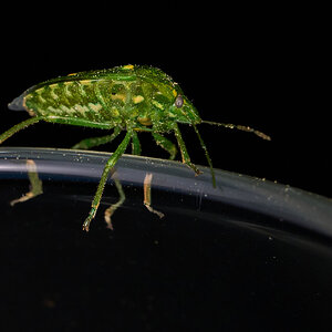 Juniper Stink Bug - Claymont - 04162026 - 05.jpg