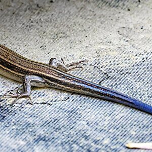BT Skink.jpg