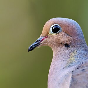 Dove Eye.jpg