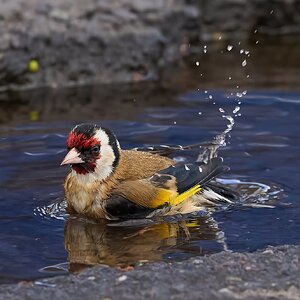 goldfinch 2026_36.jpg