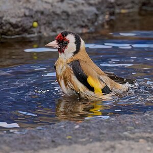 goldfinch 2026_34.jpg