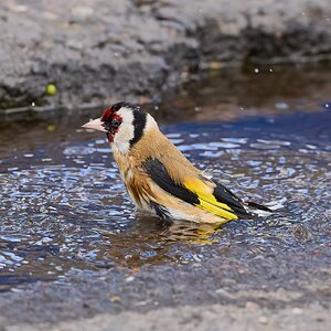 goldfinch 2026_33.jpg