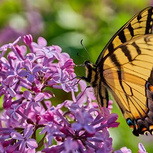 Butterfly 2 - rDN.jpg