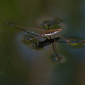 Water bug 1 - rDN.jpg