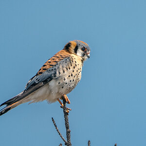 American-Kestrel-1430.jpg