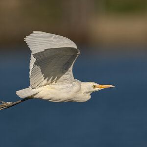 Cattle Egret 8855.jpg