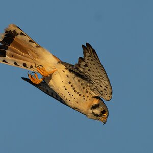 American Kestrel 6028.jpg