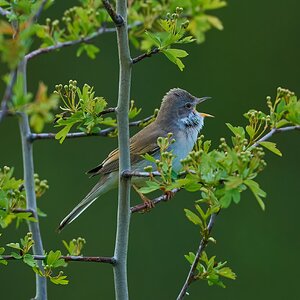 whitethroat 2026_5.jpg