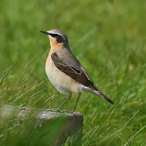 wheatear 2026_1.jpg