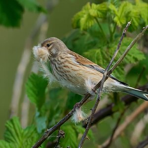 linnet 2026_19.jpg