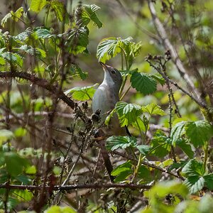 garden warbler 2026.jpg