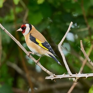 goldfinch 2026_38.jpg