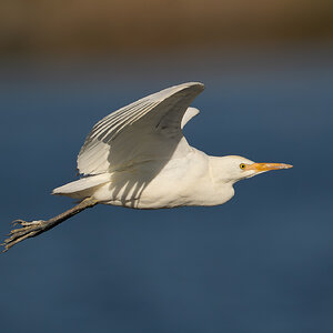 Western Cattle Egret 8860.jpg