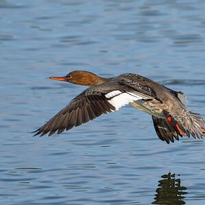 Red-breasted Merganser 9951.jpg