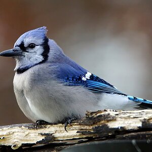 Blue Jay Waiting for Food