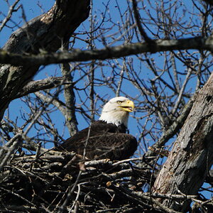 Eagle Nesting