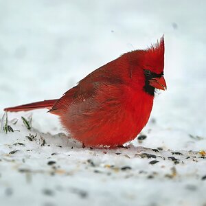 Cardinal Foraging in Snow