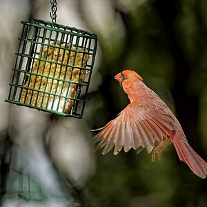 Cardinal Hovering.jpg