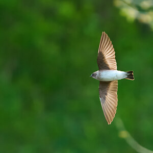 RDN - AA_08427 - rDN_1.jpg