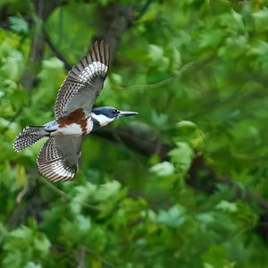 RDN - AA_08529 - rDN_1.jpg