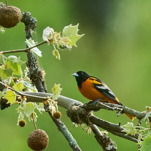 RDN - AA_08242 - rDN_1.jpg