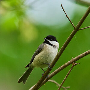 RDN - AA_08751 - rDN_1.jpg