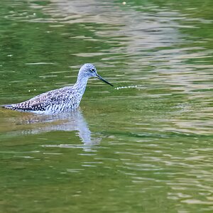 RDN - AA_08196 - rDN_1.jpg