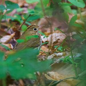 RDN - AA_08758 - rDN_1.jpg