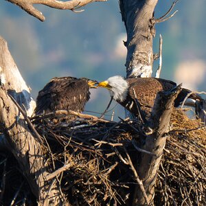 Bald Eagles 41331.jpg