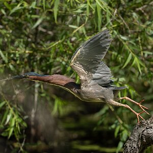Green Heron 27541.jpg