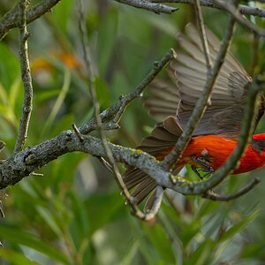 Vermilion Flycatcher 223698.jpg
