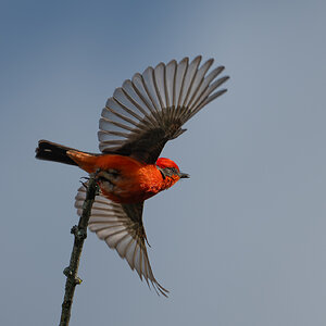 Vermilion Flycatcher 25721.jpg