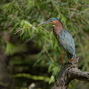 Green Heron 27478.jpg