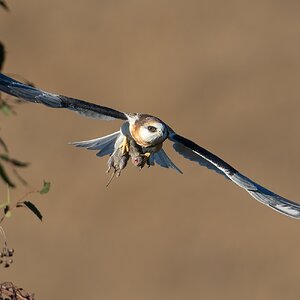 White-tailed Kite 2816.jpg