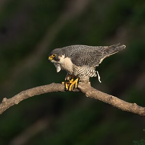 Peregrine Falcon 9185.jpg