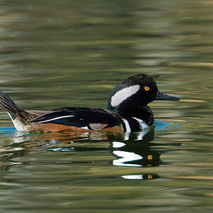 Hooded Merganser 4483.jpg