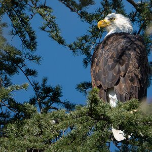 Bald Eagle 4744.jpg