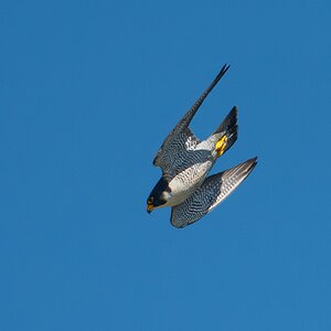 Peregrine Falcon 8221.jpg