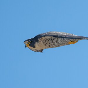 Peregrine Falcon 9543.jpg