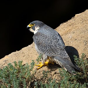 Peregrein Falcon 29116.jpg