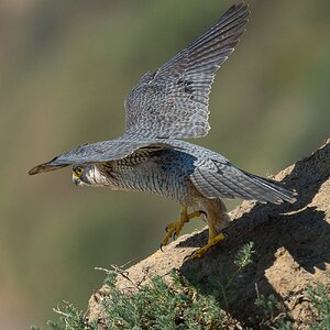 Peregrein Falcon 29792.jpg