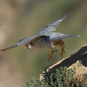 Peregrein Falcon 29793.jpg