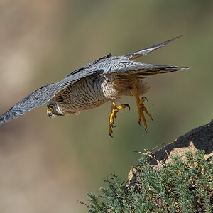 Peregrein Falcon 29794.jpg